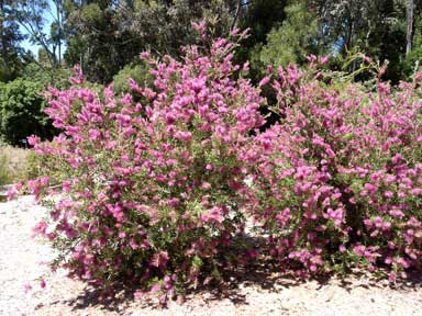 APII jpeg image of Callistemon 'Purple Splendour'  © contact APII