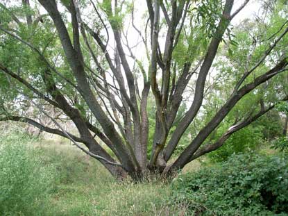 APII jpeg image of Salix fragilis  © contact APII