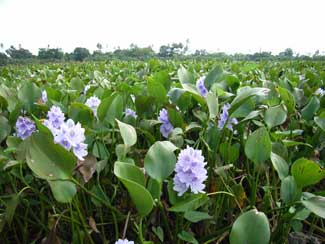 APII jpeg image of Eichhornia crassipes  © contact APII