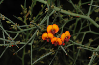 APII jpeg image of Daviesia divaricata  © contact APII