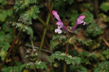 APII jpeg image of Lamium amplexicaule  © contact APII