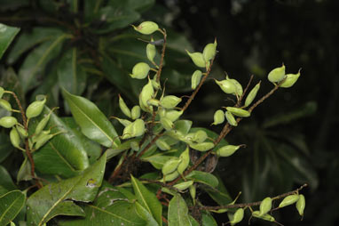 APII jpeg image of Buckinghamia celsissima  © contact APII