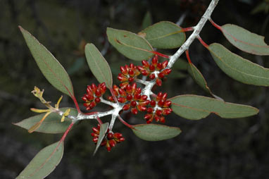 APII jpeg image of Eucalyptus desmondensis  © contact APII