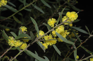APII jpeg image of Acacia lanigera  © contact APII