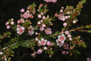 APII jpeg image of Thryptomene saxicola  © contact APII