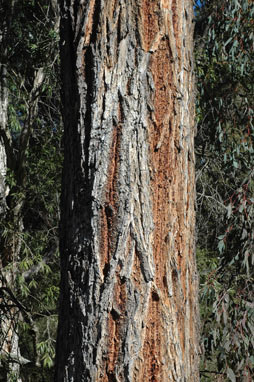 APII jpeg image of Eucalyptus bridgesiana  © contact APII