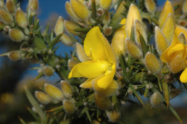 APII jpeg image of Ulex europaeus  © contact APII