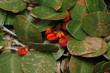 APII jpeg image of Gastrolobium latifolium  © contact APII
