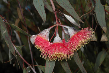 APII jpeg image of Eucalyptus caesia  © contact APII