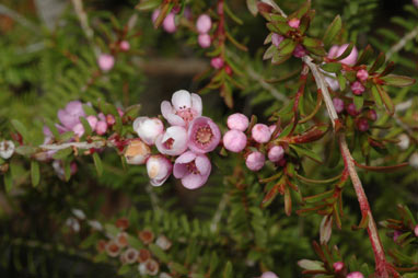 APII jpeg image of Thryptomene saxicola 'Pink Lace'  © contact APII