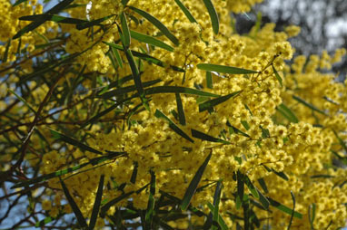 APII jpeg image of Acacia hakeoides  © contact APII