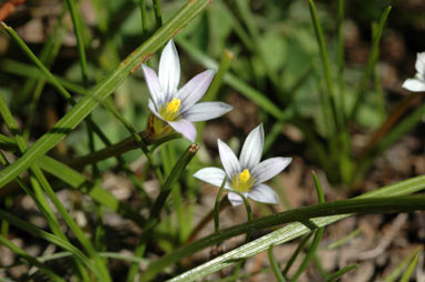 APII jpeg image of Romulea minutiflora  © contact APII