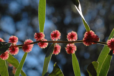 APII jpeg image of Acacia leprosa 'Scarlet Blaze'  © contact APII