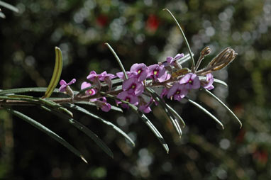 APII jpeg image of Hovea rosmarinifolia  © contact APII
