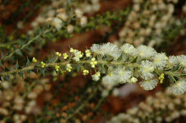 APII jpeg image of Acacia hastulata  © contact APII