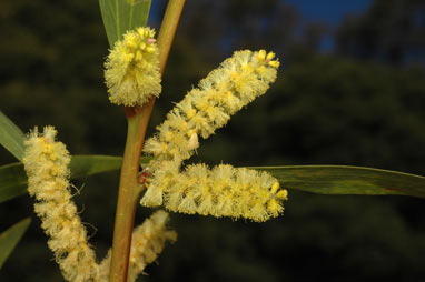 APII jpeg image of Acacia longifolia subsp. sophorae  © contact APII