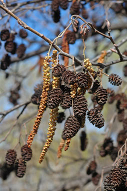 APII jpeg image of Alnus glutinosa  © contact APII