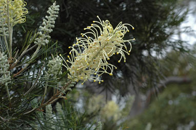 APII jpeg image of Grevillea 'Moonlight'  © contact APII