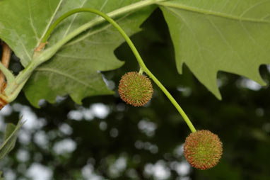 APII jpeg image of Platanus x hispanica 'Acerifolia'  © contact APII