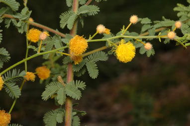 APII jpeg image of Acacia leptoclada  © contact APII