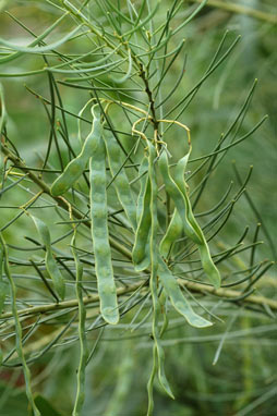 APII jpeg image of Acacia subulata  © contact APII
