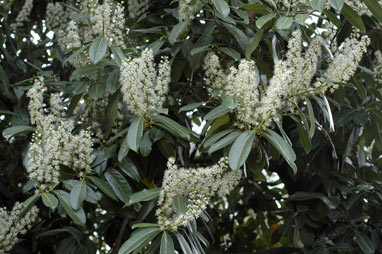 APII jpeg image of Prunus laurocerasus  © contact APII