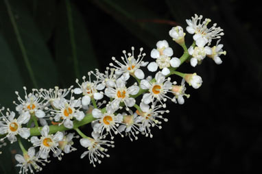 APII jpeg image of Prunus laurocerasus  © contact APII