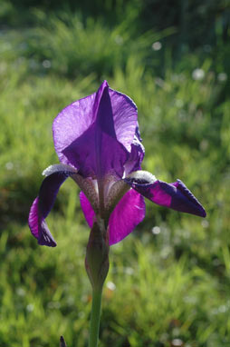 APII jpeg image of Iris germanica  © contact APII