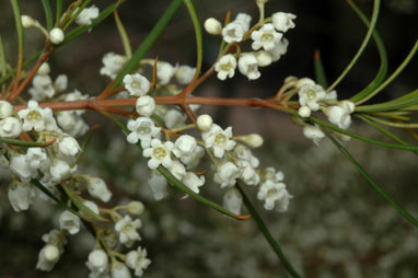 APII jpeg image of Logania albiflora  © contact APII