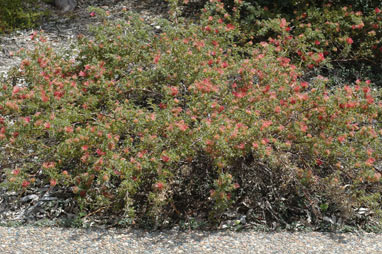 APII jpeg image of Grevillea aquifolium  © contact APII
