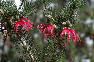 APII jpeg image of Calothamnus rupestris  © contact APII