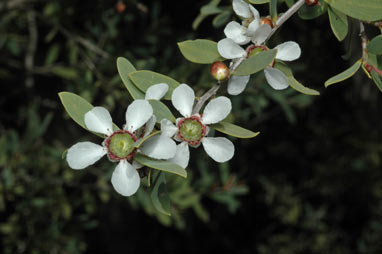 APII jpeg image of Leptospermum laevigatum  © contact APII