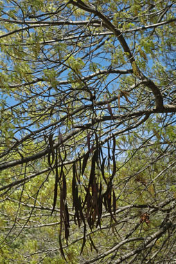 APII jpeg image of Amyema pendula subsp. pendula  © contact APII