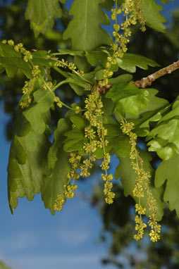 APII jpeg image of Quercus robur  © contact APII