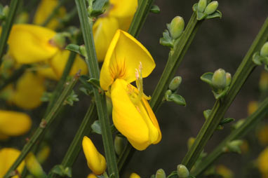 APII jpeg image of Cytisus scoparius  © contact APII