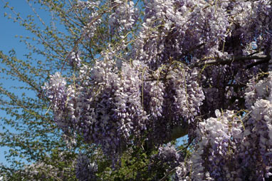 APII jpeg image of Wisteria sinensis  © contact APII