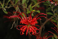 Grevillea speciosa