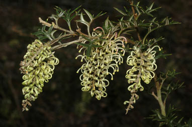 APII jpeg image of Grevillea pachylostyla  © contact APII