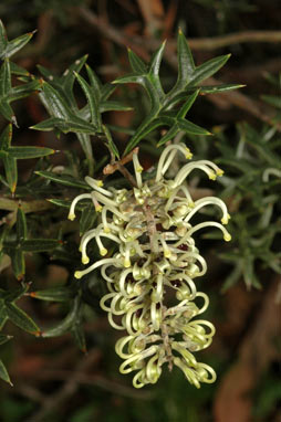 APII jpeg image of Grevillea pachylostyla  © contact APII