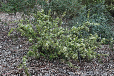 APII jpeg image of Grevillea spinosissima  © contact APII