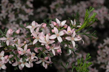 APII jpeg image of Boronia anemonifolia subsp. variabilis  © contact APII