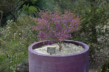 APII jpeg image of Calytrix leschenaultii  © contact APII