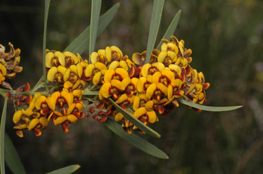 APII jpeg image of Daviesia mimosoides  © contact APII