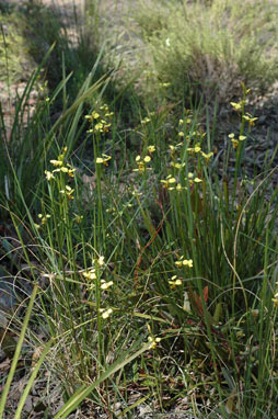 APII jpeg image of Diuris sulphurea  © contact APII