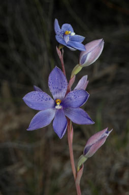 APII jpeg image of Thelymitra ixioides  © contact APII