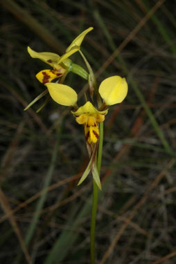 APII jpeg image of Diuris sulphurea  © contact APII