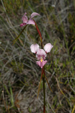 APII jpeg image of Diuris punctata  © contact APII