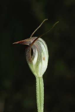 APII jpeg image of Pterostylis pedunculata  © contact APII