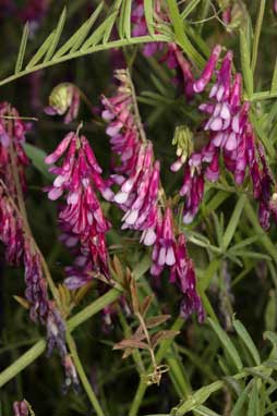 APII jpeg image of Vicia villosa subsp. eriocarpa  © contact APII