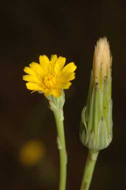 APII jpeg image of Hypochaeris radicata  © contact APII